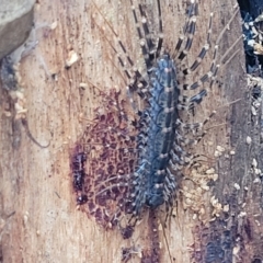 Scutigeridae (family) at Rockton, NSW - 22 Oct 2022 03:15 PM