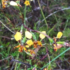 Diuris semilunulata at Coree, ACT - 22 Oct 2022