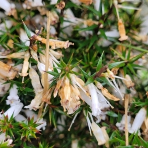 Epacris impressa at Paddys Flat, NSW - 22 Oct 2022