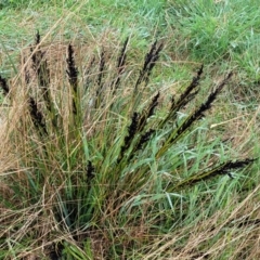 Gahnia subaequiglumis (Bog Saw-sedge) at Paddys Flat, NSW - 22 Oct 2022 by trevorpreston