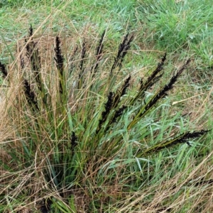 Gahnia subaequiglumis at Paddys Flat, NSW - 22 Oct 2022 02:53 PM