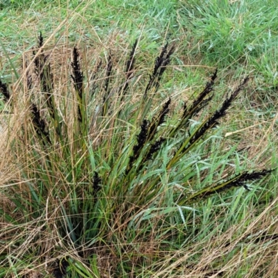 Gahnia subaequiglumis (Bog Saw-sedge) at Paddys Flat, NSW - 22 Oct 2022 by trevorpreston