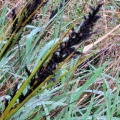 Gahnia subaequiglumis at Paddys Flat, NSW - 22 Oct 2022 02:53 PM