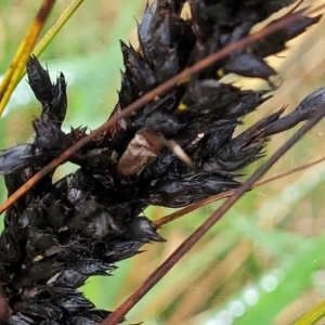 Gahnia subaequiglumis at Paddys Flat, NSW - 22 Oct 2022