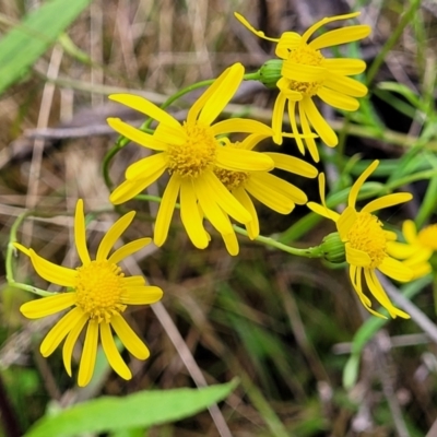 Senecio madagascariensis (Madagascan Fireweed, Fireweed) at Rockton, NSW - 22 Oct 2022 by trevorpreston