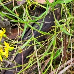 Senecio madagascariensis at Rockton, NSW - 22 Oct 2022 12:46 PM