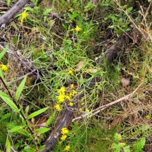 Senecio madagascariensis at Rockton, NSW - 22 Oct 2022