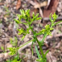 Senecio hispidulus at Rockton, NSW - 22 Oct 2022