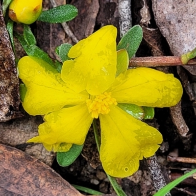 Hibbertia obtusifolia (Grey Guinea-flower) at South East Forest National Park - 22 Oct 2022 by trevorpreston