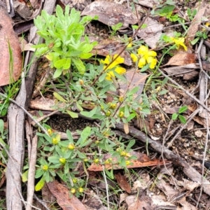 Hibbertia obtusifolia at Rockton, NSW - 22 Oct 2022