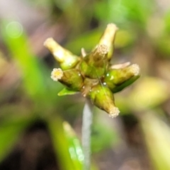 Euchiton japonicus (Creeping Cudweed) at Rockton, NSW - 22 Oct 2022 by trevorpreston