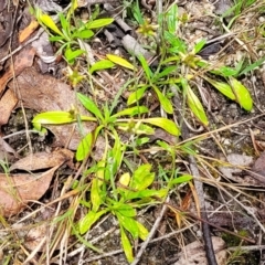 Euchiton japonicus at Rockton, NSW - 22 Oct 2022