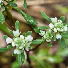 Poranthera microphylla at Rockton, NSW - 22 Oct 2022