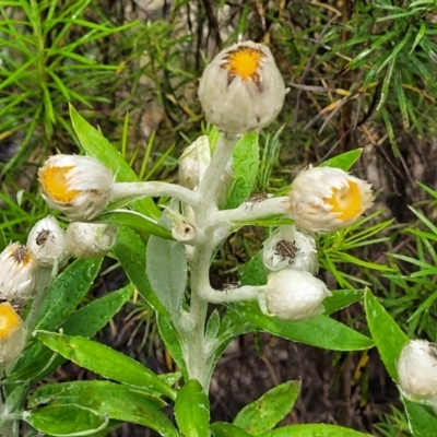 Coronidium elatum subsp. elatum (Tall Everlasting) at Bondi State Forest - 22 Oct 2022 by trevorpreston