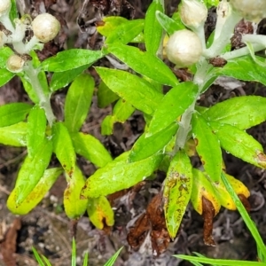 Coronidium elatum subsp. elatum at Rockton, NSW - 22 Oct 2022