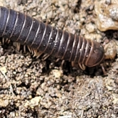 Spirobolida (order) (Spirobolid millipede) at Rockton, NSW - 22 Oct 2022 by trevorpreston