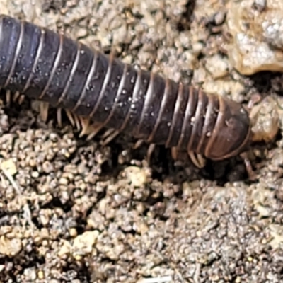 Spirobolida sp. (order) (Spirobolid millipede) at Bondi State Forest - 22 Oct 2022 by trevorpreston