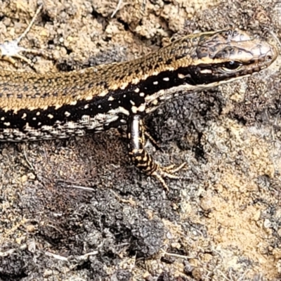 Eulamprus heatwolei (Yellow-bellied Water Skink) at Rockton, NSW - 22 Oct 2022 by trevorpreston