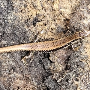 Eulamprus heatwolei at Rockton, NSW - 22 Oct 2022 12:28 PM