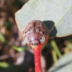 Trachymela sp. (genus) at Mount Clear, ACT - 15 Oct 2022