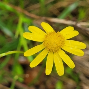 Senecio madagascariensis at Rockton, NSW - 22 Oct 2022