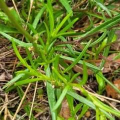 Senecio madagascariensis at Rockton, NSW - 22 Oct 2022