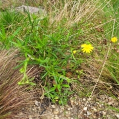 Senecio madagascariensis at Rockton, NSW - 22 Oct 2022 12:27 PM