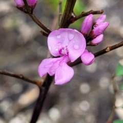 Indigofera australis subsp. australis (Australian Indigo) at Rockton, NSW - 22 Oct 2022 by trevorpreston