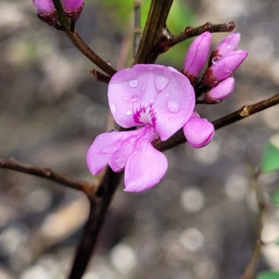 Indigofera australis subsp. australis (Australian Indigo) at Bondi State Forest - 22 Oct 2022 by trevorpreston