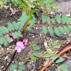 Indigofera australis subsp. australis at Rockton, NSW - 22 Oct 2022