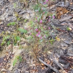 Indigofera australis subsp. australis at Rockton, NSW - 22 Oct 2022