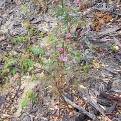 Indigofera australis subsp. australis at Rockton, NSW - 22 Oct 2022 12:25 PM