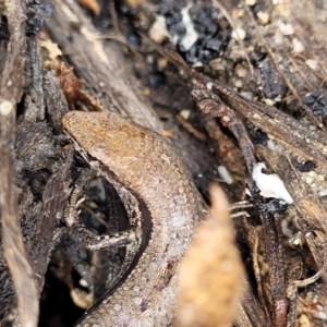 Lampropholis guichenoti at Rockton, NSW - 22 Oct 2022 12:24 PM