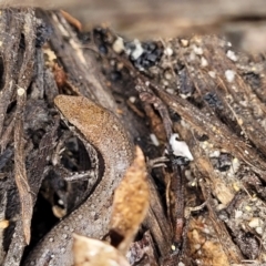 Lampropholis guichenoti at Rockton, NSW - 22 Oct 2022 12:24 PM