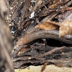 Lampropholis guichenoti at Rockton, NSW - 22 Oct 2022 12:24 PM