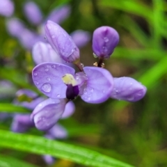 Comesperma volubile (Love Creeper) at Rockton, NSW - 22 Oct 2022 by trevorpreston