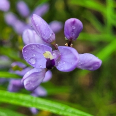 Comesperma volubile (Love Creeper) at Rockton, NSW - 22 Oct 2022 by trevorpreston