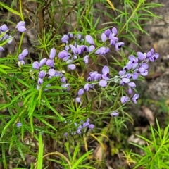 Comesperma volubile at Rockton, NSW - 22 Oct 2022