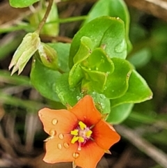 Lysimachia arvensis (Scarlet Pimpernel) at Rockton, NSW - 22 Oct 2022 by trevorpreston