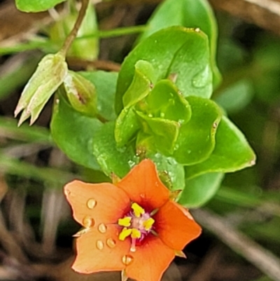 Lysimachia arvensis (Scarlet Pimpernel) at Rockton, NSW - 22 Oct 2022 by trevorpreston