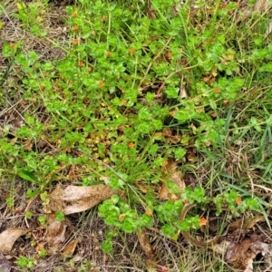 Lysimachia arvensis at Rockton, NSW - 22 Oct 2022 12:21 PM