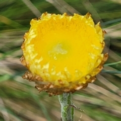 Coronidium scorpioides (Button Everlasting) at South East Forest National Park - 22 Oct 2022 by trevorpreston