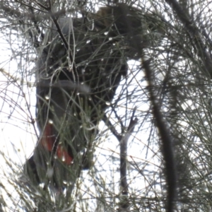 Calyptorhynchus lathami at Hackett, ACT - 22 Oct 2022