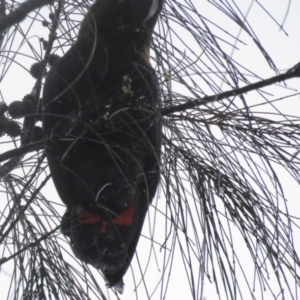 Calyptorhynchus lathami lathami at Hackett, ACT - 22 Oct 2022