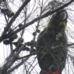 Calyptorhynchus lathami lathami at Hackett, ACT - 22 Oct 2022