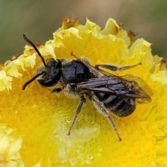 Lasioglossum (Chilalictus) lanarium (Halictid bee) at South East Forest National Park - 22 Oct 2022 by trevorpreston