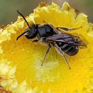 Lasioglossum (Chilalictus) lanarium at Rockton, NSW - 22 Oct 2022