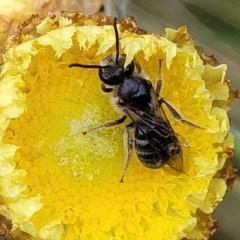 Lasioglossum (Chilalictus) lanarium at Rockton, NSW - 22 Oct 2022 12:19 PM