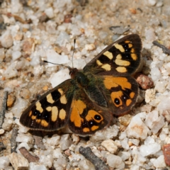 Argynnina cyrila (Forest Brown, Cyril's Brown) at Paddys River, ACT - 19 Oct 2022 by DPRees125