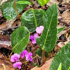 Hardenbergia violacea at Rockton, NSW - 22 Oct 2022
